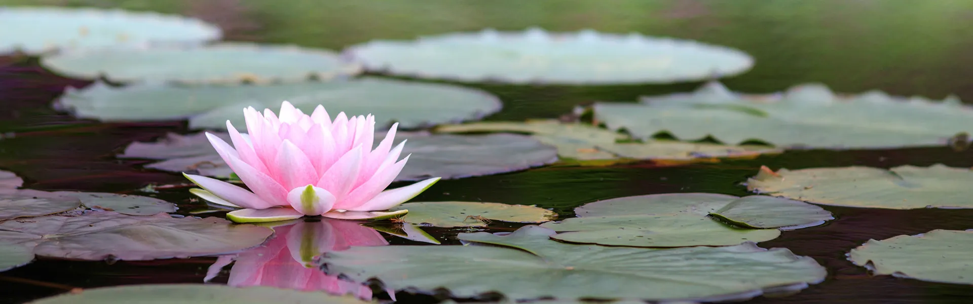 【新座市×町の葬儀屋さん】20周年を迎えました!