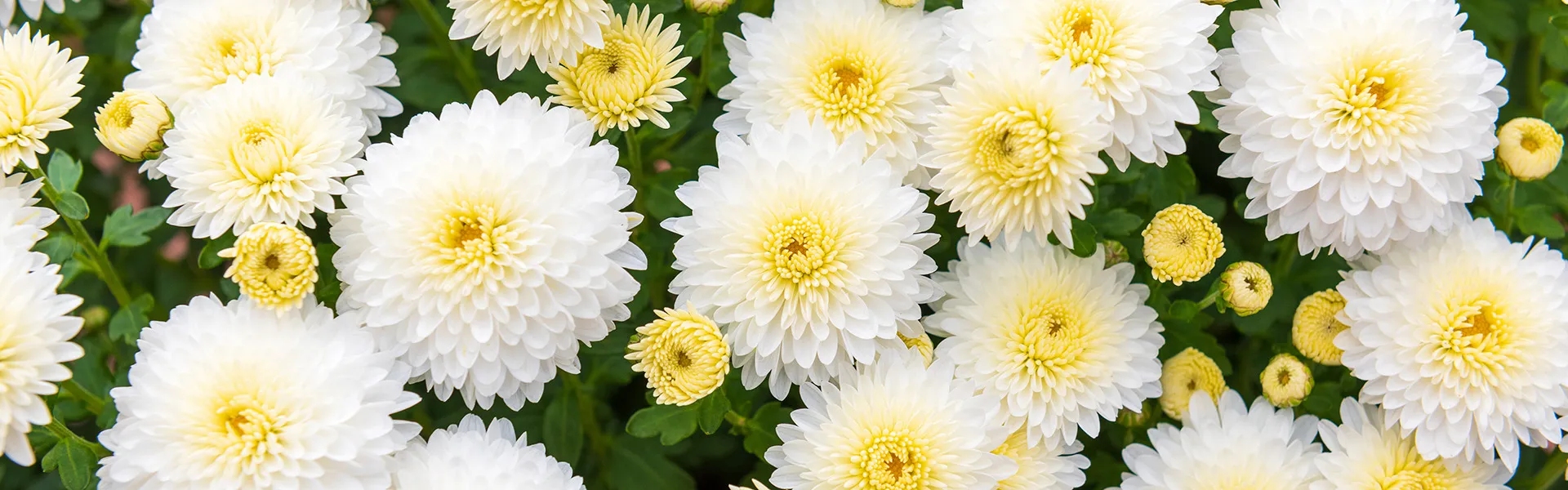 【新座市×終活】急なことに備えて不安をなくす