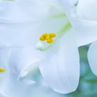 プライバシーポリシー